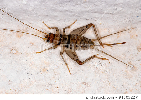 Female Field Cricket 91505227