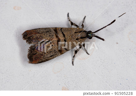 Adult Metalmark Moth 91505228