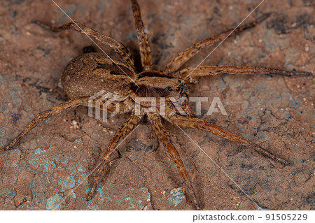 Small Wolf Spider Small Wolf Spider 91505229