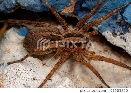 Small Wolf Spider Small Wolf Spider 91505230
