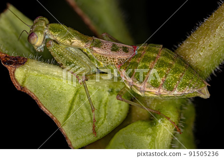 Acontistid Mantis Nymph Acontistid Mantis Nymph 91505236