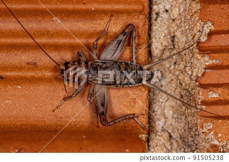 Male Field Cricket Male Field Cricket 91505238