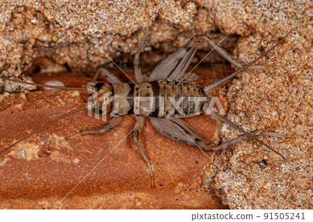 Male Field Cricket Male Field Cricket 91505241