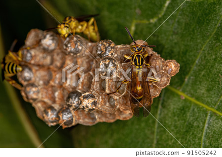 Adult Long-waisted Paper Wasps Adult Long-waisted Paper Wasps 91505242