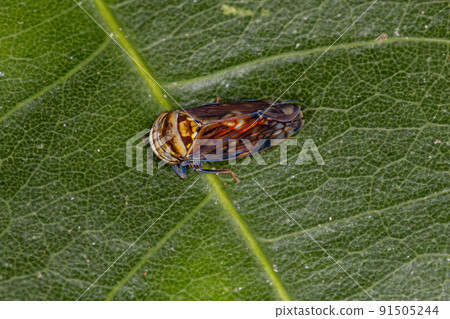 Small Typical Leafhopper Small Typical Leafhopper 91505244