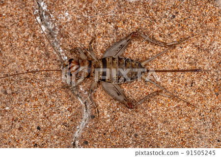 Female Field Cricket 91505245