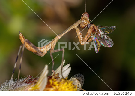 Small Mantid nymph 91505249