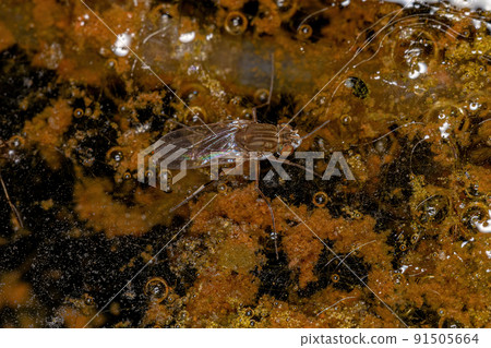Adult Fly Insect Adult Fly Insect 91505664