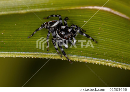 Adult Male Jumping Spider Adult Male Jumping Spider 91505666