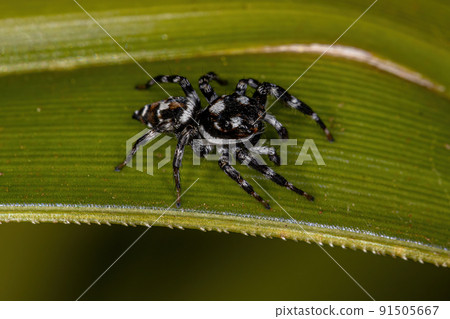 Adult Male Jumping Spider Adult Male Jumping Spider 91505667