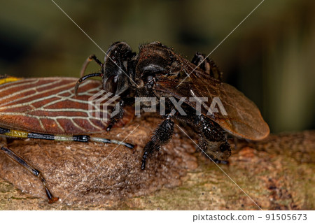 Adult Stingless Bee with Aetalionid Treehopper Insects Adult Stingless Bee with Aetalionid Treehopper Insects 91505673