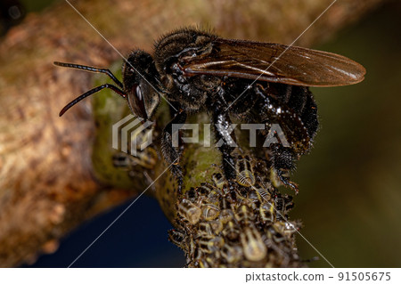 Adult Stingless Bee with Aetalionid Treehopper Insects 91505675