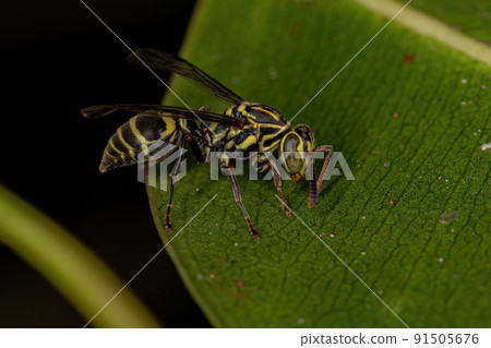 Adult Paper Wasp Adult Paper Wasp 91505676