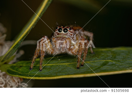 Adult Female Jumping Spider Adult Female Jumping Spider 91505698