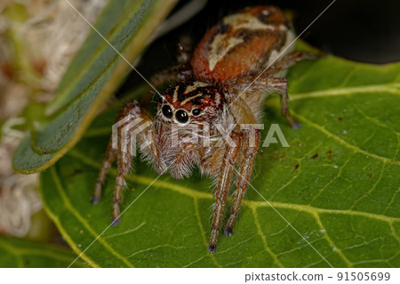 Adult Female Jumping Spider Adult Female Jumping Spider 91505699