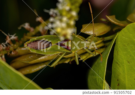 Adult Leaf-footed Bug 91505702