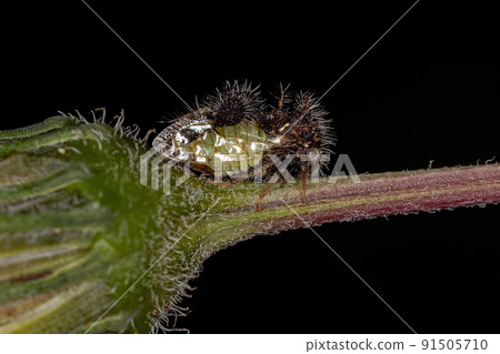 Adult Ant-mimicking Treehopper 91505710