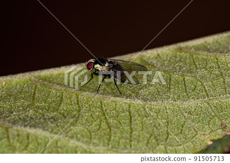Adult Leaf-miner Fly 91505713