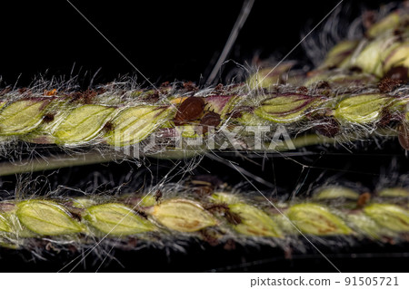 Group of small brown aphids Group of small brown aphids 91505721