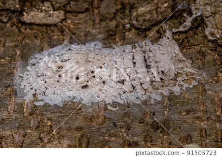 Egg sac of a hemipteran insect parasitized by wasps 91505723