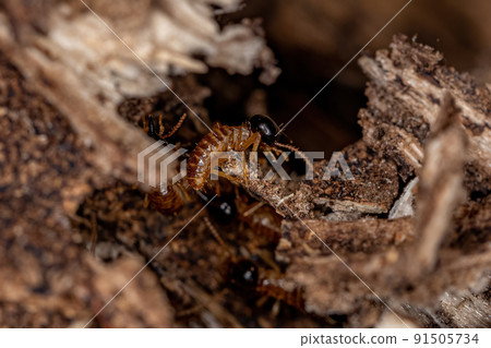 Adult Nasute Termites Adult Nasute Termites 91505734