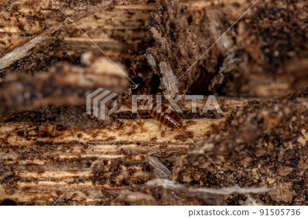 Adult Nasute Termites Adult Nasute Termites 91505736