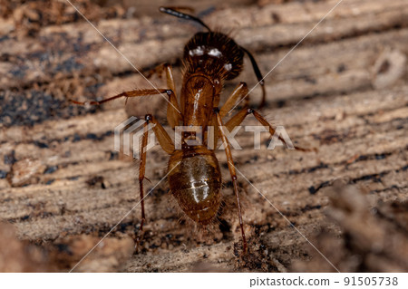 Adult Female Carpenter Ant Adult Female Carpenter Ant 91505738