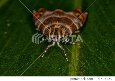 Adult Metalmark Moth Adult Metalmark Moth 91505739