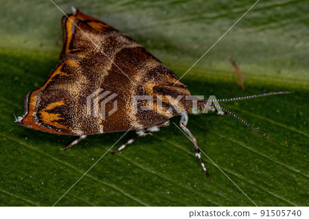Adult Metalmark Moth 91505740