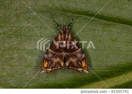 Adult Metalmark Moth 91505741
