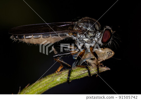 Adult Robber Fly Adult Robber Fly 91505742