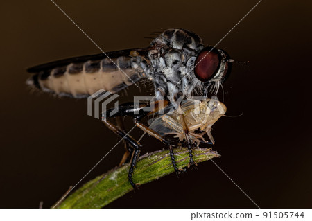 Adult Robber Fly 91505744