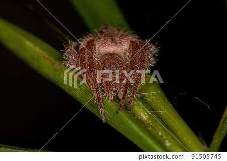 Female Adult Typical Orbweaver Female Adult Typical Orbweaver 91505745
