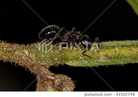 Adult Odorous Ant 91505749