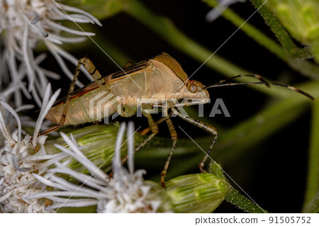 Adult Leaf-footed Bug Adult Leaf-footed Bug 91505752