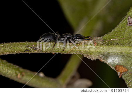 Adult Turtle Ant Adult Turtle Ant 91505754