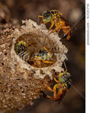 Adult Jatai bee 91505756