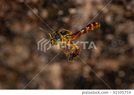 Adult Jatai bee 91505759
