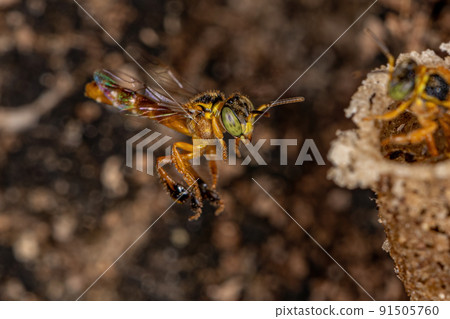 Adult Jatai bee 91505760