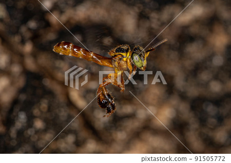 Adult Jatai bee 91505772