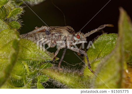 Small Leaf-footed Bug 91505775