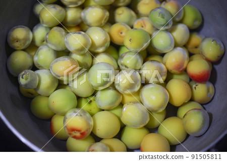 Soaking plums in water Soaking plums in water 91505811