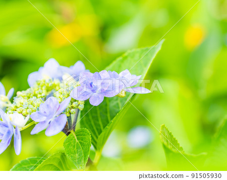 雨季風景：色彩艷麗的繡球花 91505930