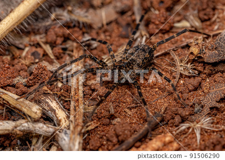 Adult Wandering Spider Adult Wandering Spider 91506290