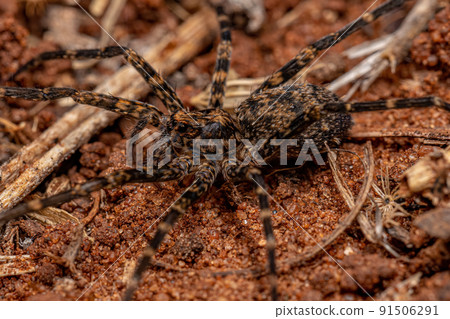 Adult Wandering Spider Adult Wandering Spider 91506291