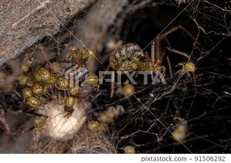 Adult Female Cobweb Spider 91506292