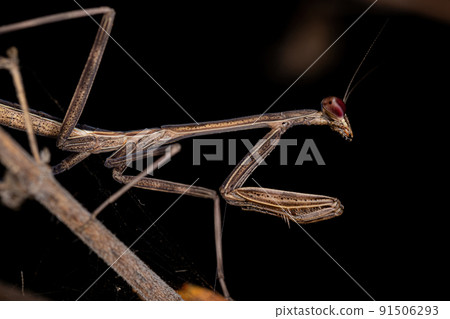 Small Mantid nymph 91506293