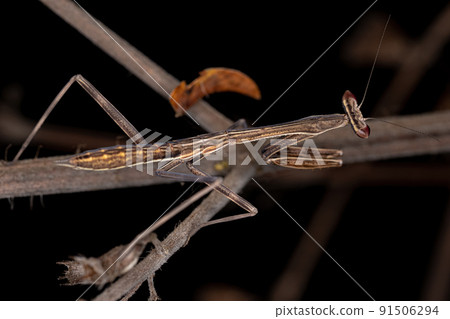 Small Mantid nymph 91506294