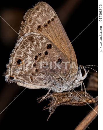 Adult Cramer Scrub Hairstreak Butterfly Adult Cramer Scrub Hairstreak Butterfly 91506296