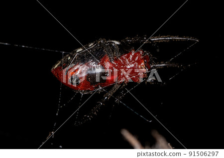 Adult Typical Orbweaver Spider Adult Typical Orbweaver Spider 91506297